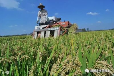 日本越光大米為何享譽世界?從種植到銷售值得中國農民學習!
